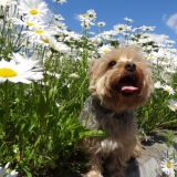 Une fleur parmi les fleurs  ;)