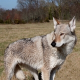 Jalisca des P'tits Loups d'amour