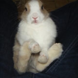Cookie