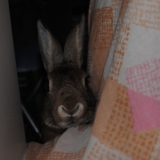 Mimi