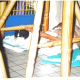 Peguy et Doly qui gambadent au paradis maintenant