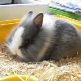 Clochette 