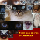 Team des sacrés de Birmanie