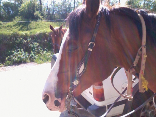 Cheval - Arab horse - Haïku