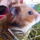 Zorrotte (ou Nini)