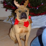 Mon beau male