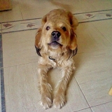 Snoopy qui fait sa carpette ! 
