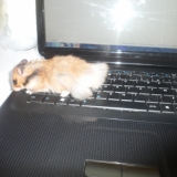 Tchateur!