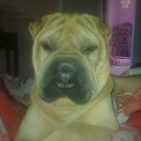 Baiko sur le lit