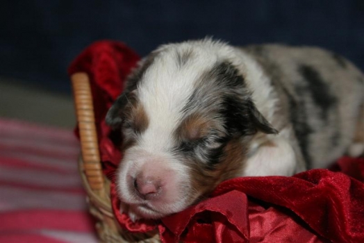 Chien - Australian Shepherd - Elixir di Vita di u Vecchiu