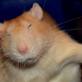Mr Roux