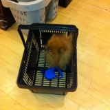 Dans le panier !