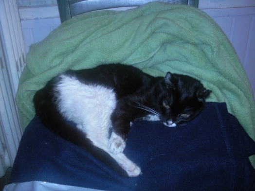 Chat - European - Mimine