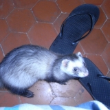 j'ai trouvé les tongs!!!!!!!!!!!!!!