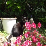 qu'il est bon de profiter du jardin au soleil parmis les fleurs !
