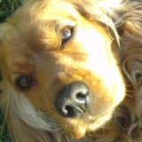 Chipie