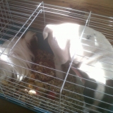 Mon ami le cochon dinde ;)