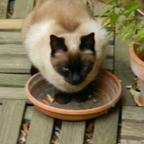 J'aime le jardinage