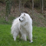 houuu j 'entend un chien 
