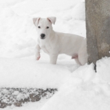 Vous avez vu, on ne me voit plus dans la neige !!!