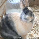 Tobby