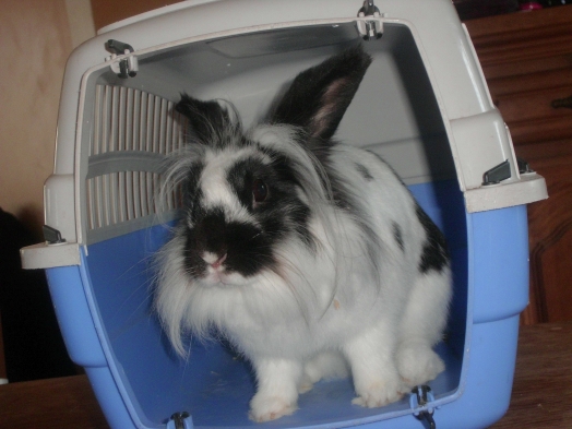Rongeur - rabbit - niki