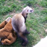 c'est ma peluche! attention pas touche!