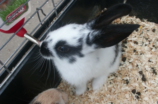 Rongeur - rabbit - niki