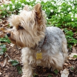 Promenons nous dans les bois
