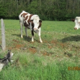 Mes amis les vaches
