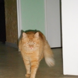 moi vouloir être chat  ....