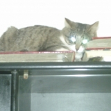 j'aime dormir sur l'armoire 