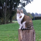 caline