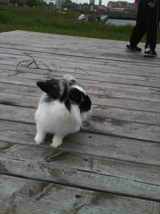 Rongeur - rabbit - niki