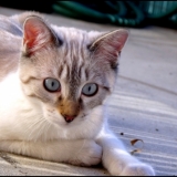 Kaya