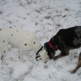 A LA NEIGE AVEC SAPHIR