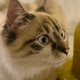 Noisette 