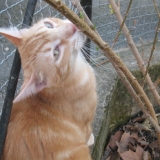 titi