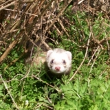 chut! je me cache!
