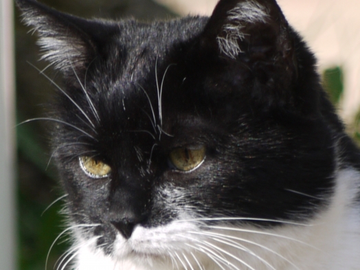 Chat - European - mouchkine