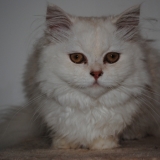Dolce