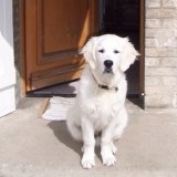 Goldy