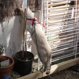 Maman!! Je veux aller dans le jardin du voisin!!