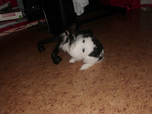 Rongeur - rabbit - niki