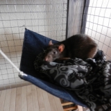 Tranquille dans mon hamac
