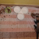 Repas