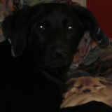 halley