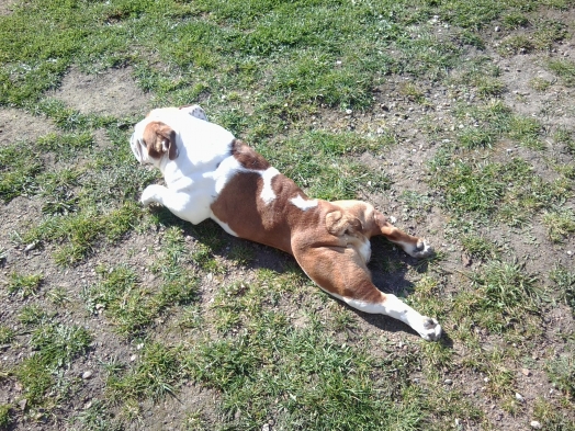 Au coucher du Soleil
