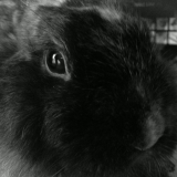 Floopy
