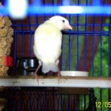 et voila c'est le petit jaune le premier a sortir